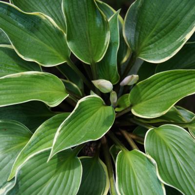 Hosta 'Valley's Paparazzi'